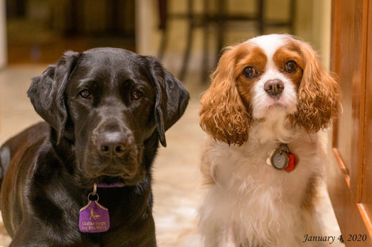 Meet the Dogs of the Shop