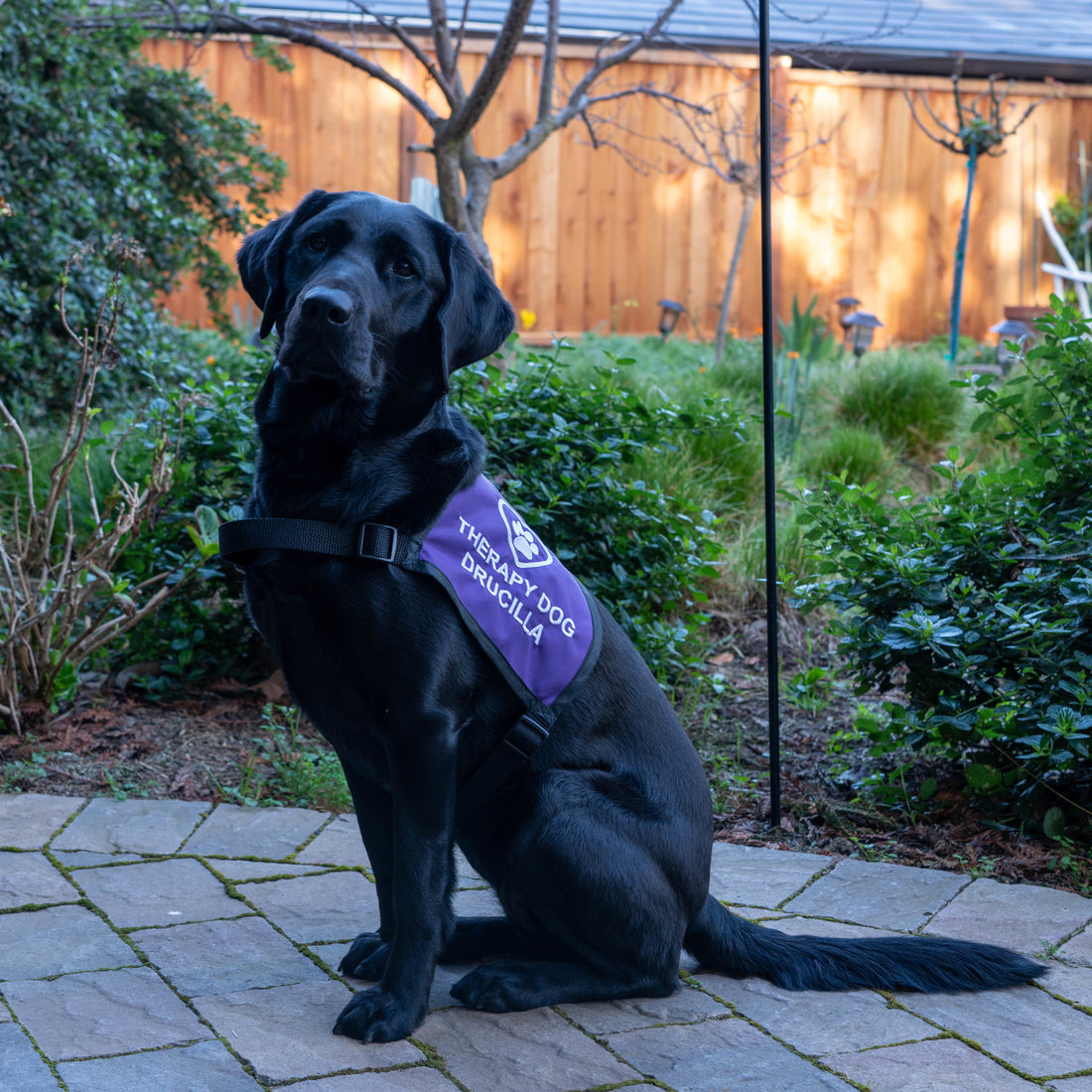 What Does It Mean to Be a Therapy Dog?